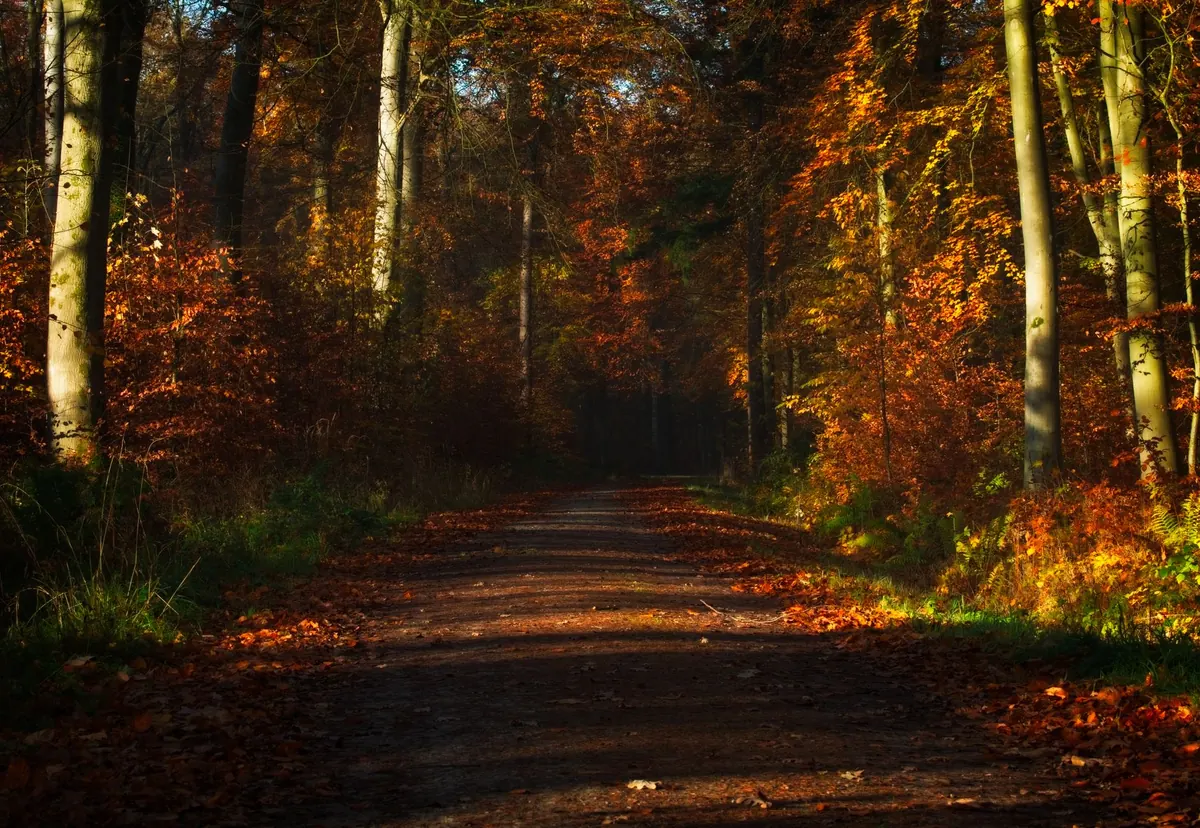 A British Autumn Walk: A Seasonal Mindfulness Practice for Gratitude